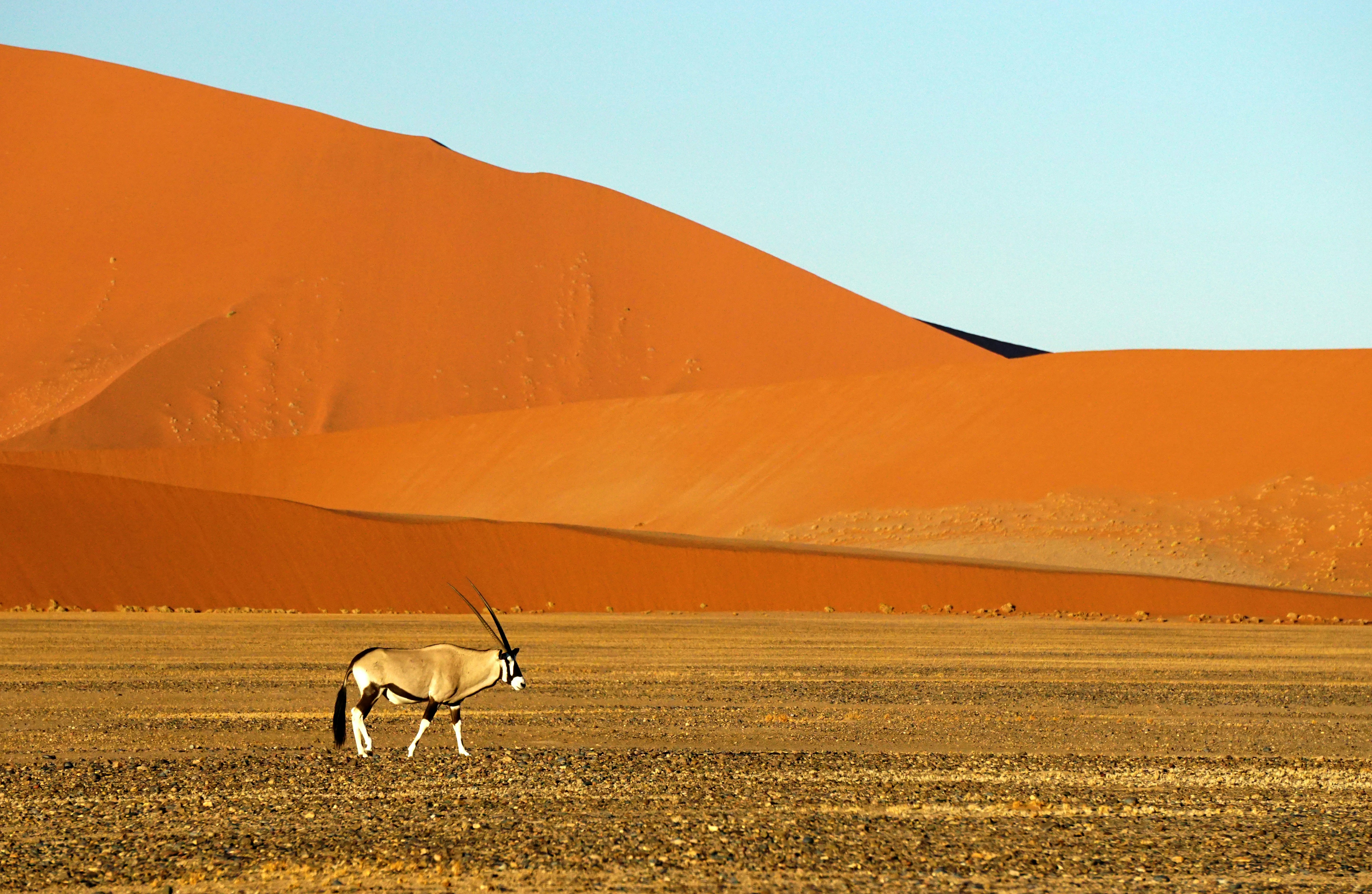 A landscape view of Namibia / Namib region.