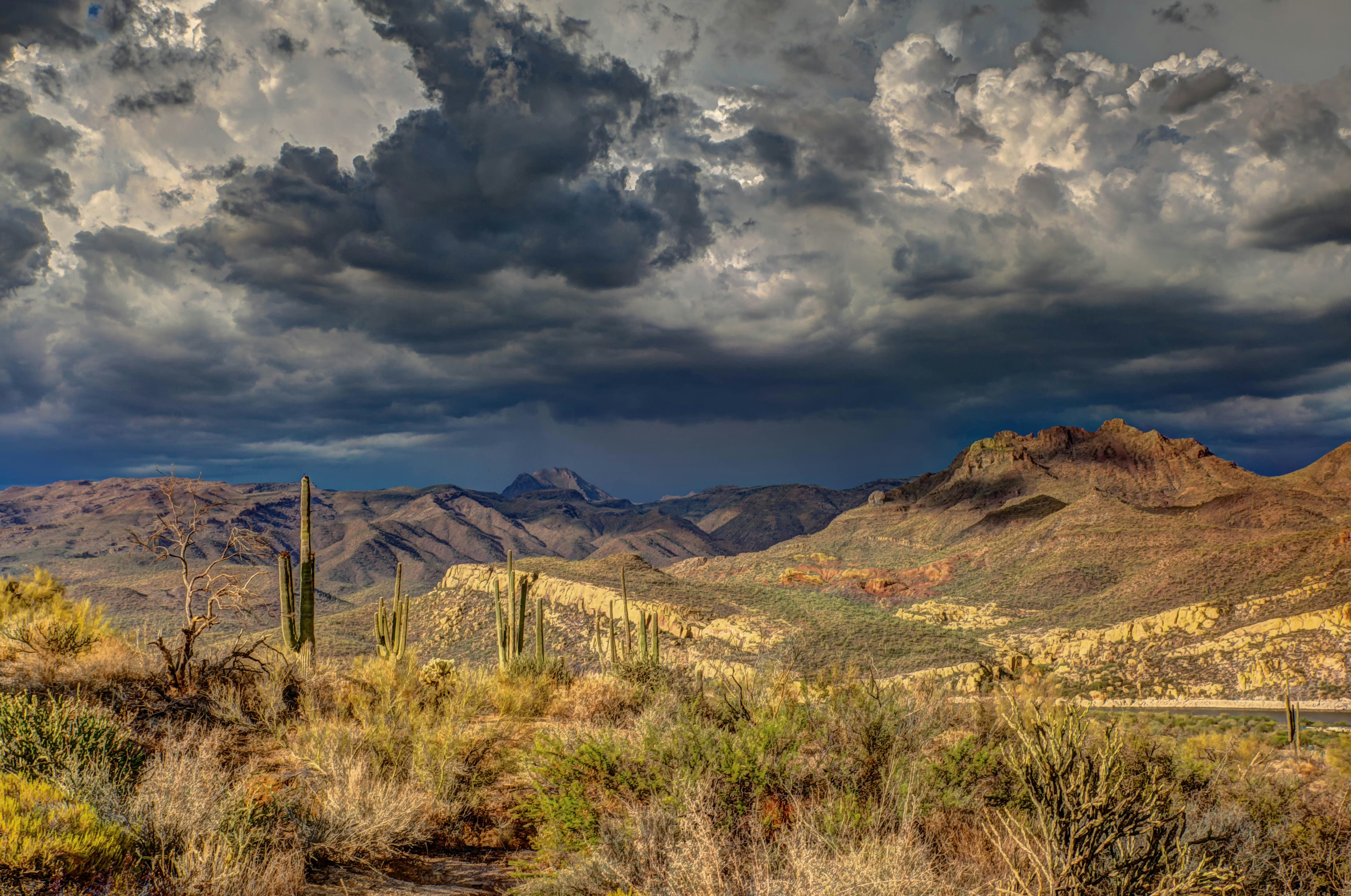 A landscape view of Sonoran Desert.